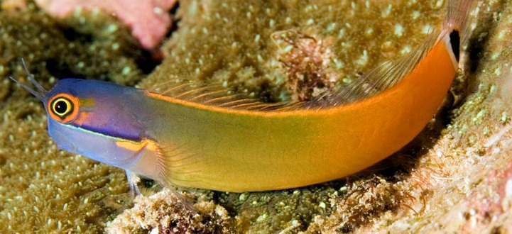 Ecsenius Stigmatura Farbiger Schleimfisch