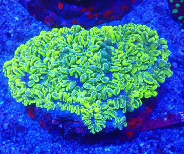 Physogya  Green Blasenkoralle   WYSIWYG106a