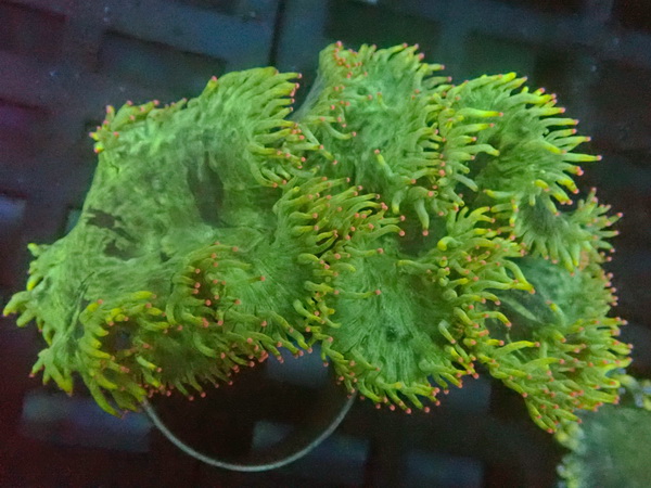 Catalaphyllia jardinei - Wunderkoralle - WYSIWYG  84 - tipped Ultra