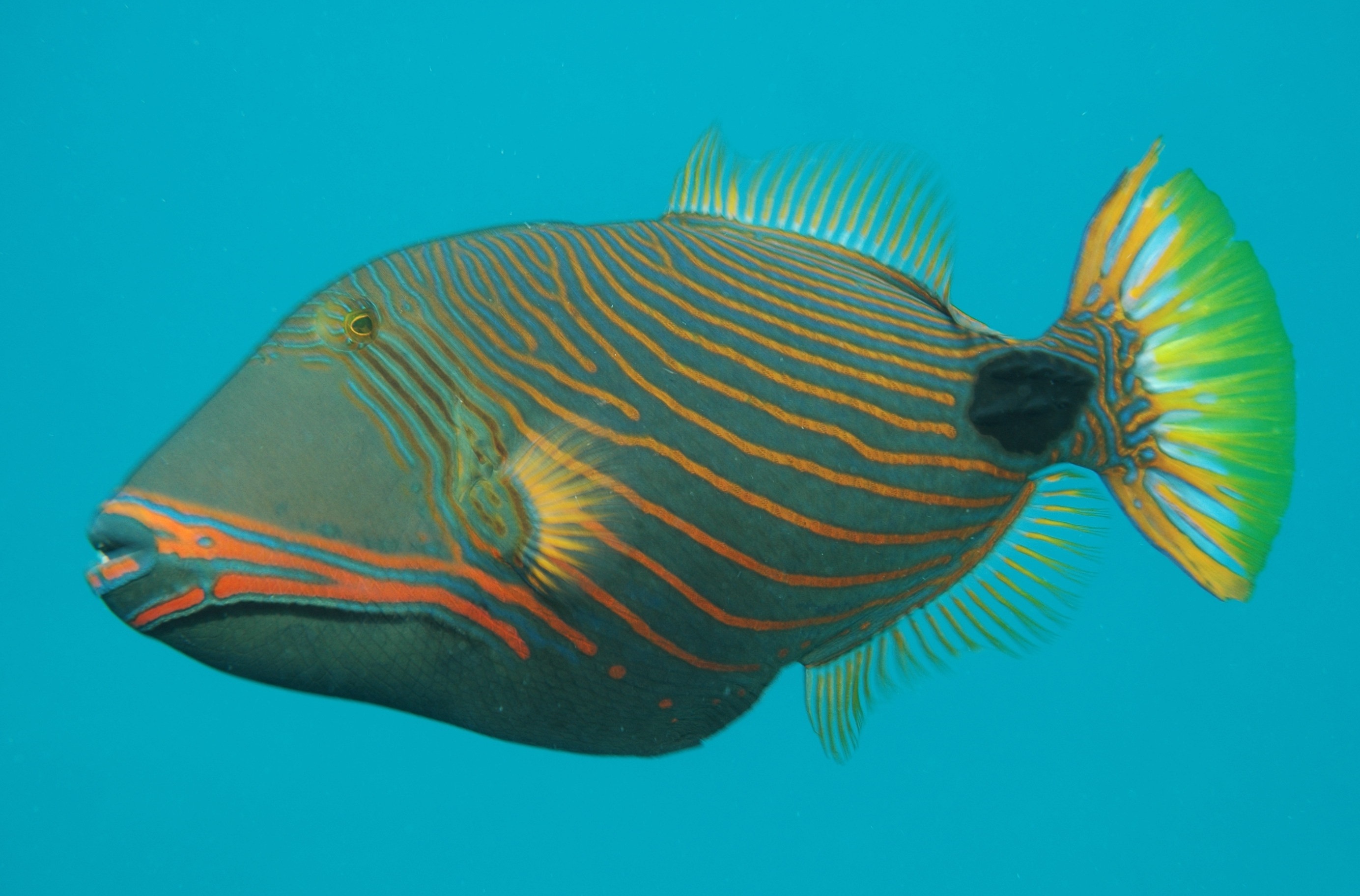 Balistapus undulatus - Orangestreifen Drückerfisch