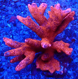 Montipora Samarensis  Spec. Hochwachsende RED Monster Montipora 