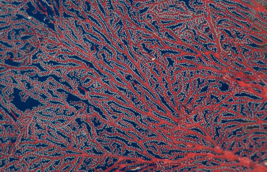 Melithaea spec. Rote Fächer  Gorgonie Wipp Star