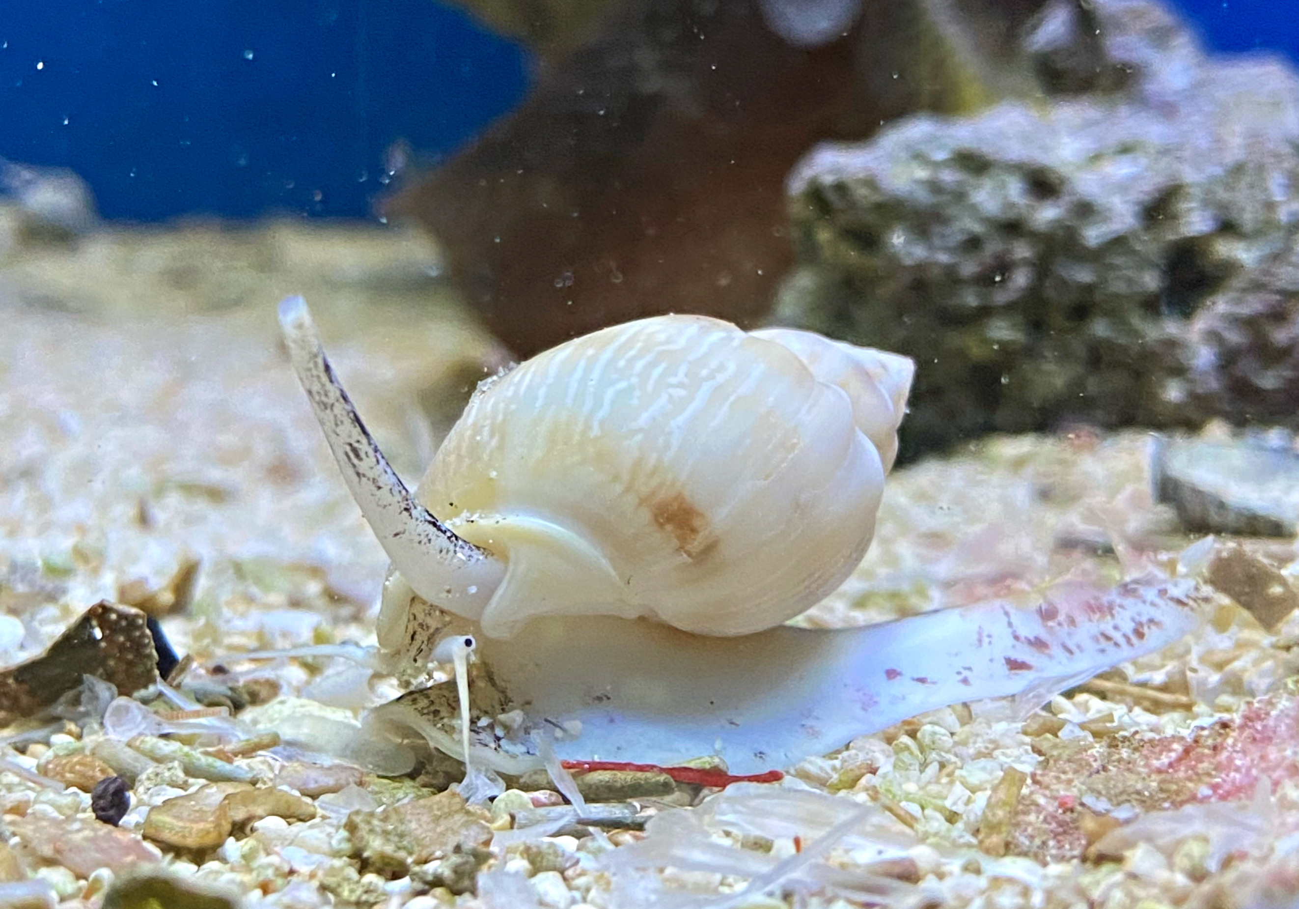 Nassarius Spec.Grabende Schnecke