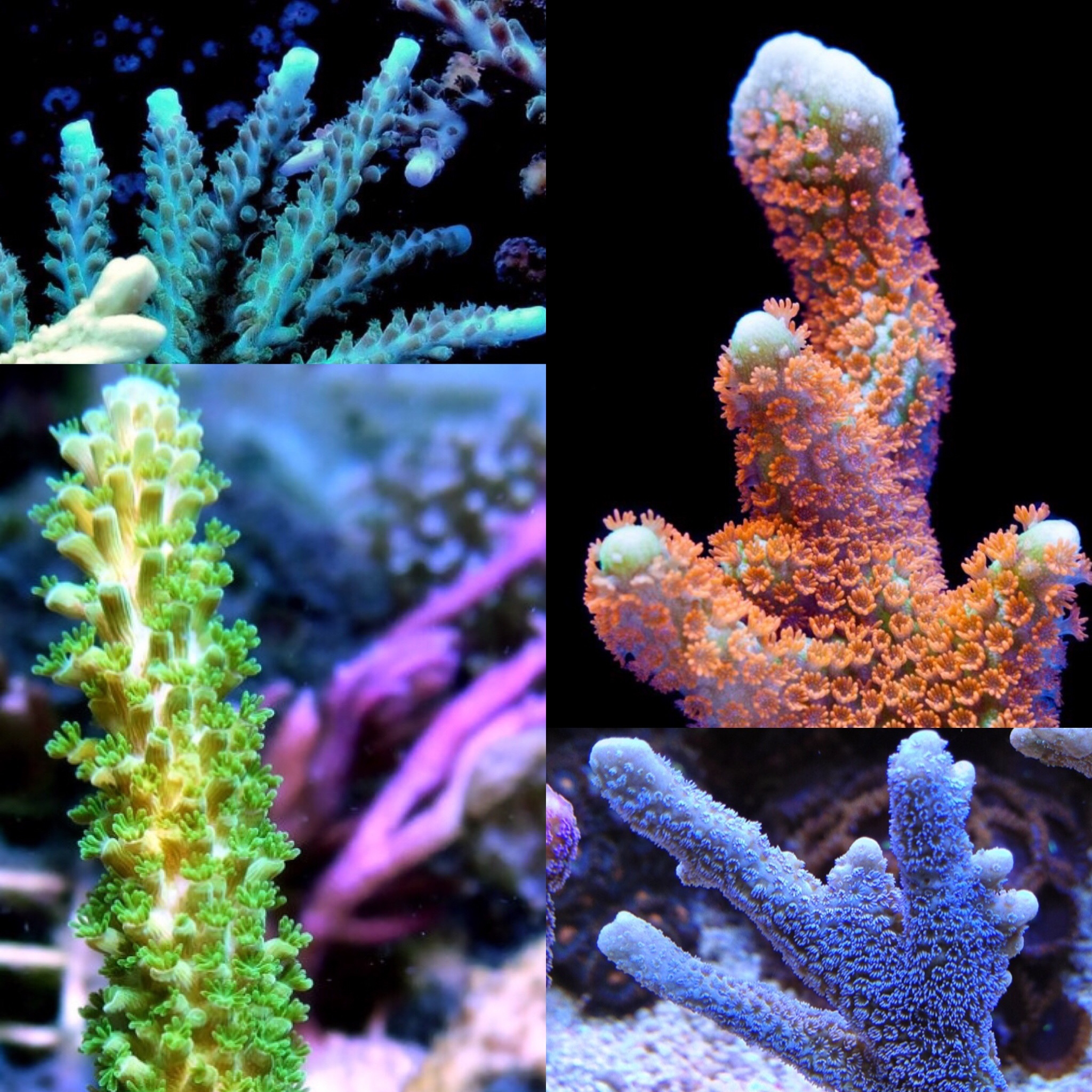 Acropora - Montipora Set - 4 Versch. Acropora/ Montipora Ableger