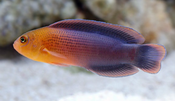 Pseudochromis dilectus Dilectus Zwergbarsch