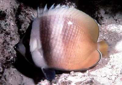 Chaetodon kleinii Kleins Falterfisch