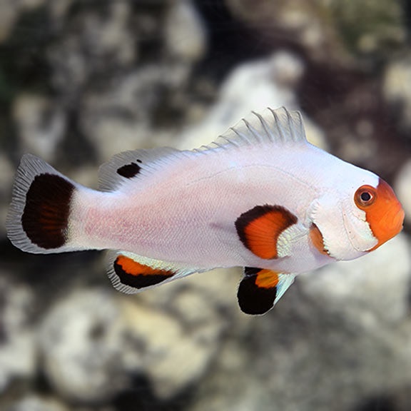 Amphiprion ocellaris - Wyoming white - NZ - Clown-Anemonenfisch