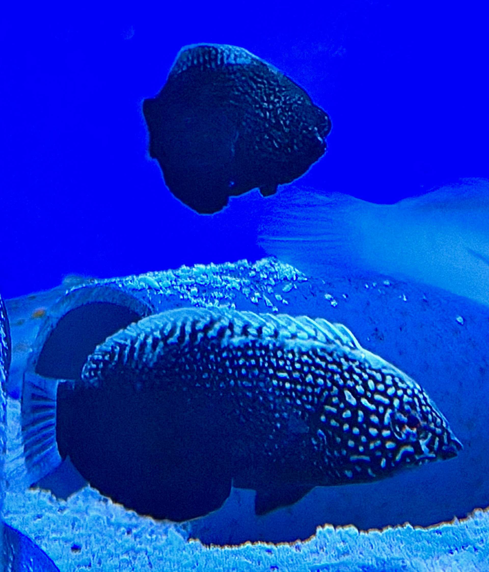 Macropharyngodon negrosensis Schwarzer Leoparden-Junker