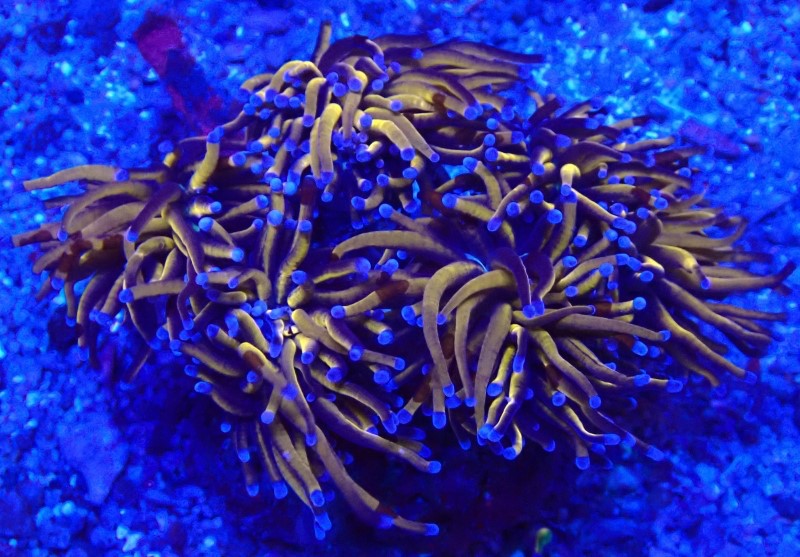 Euphyllia glabrescens -Golden Torch Extrem  Indo - WYSIWYG Gold 4