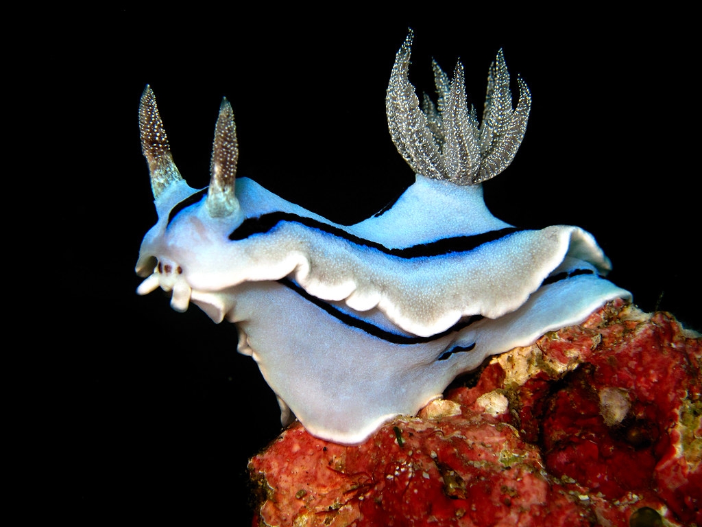 Chromodoris willani - Nacktschnecke