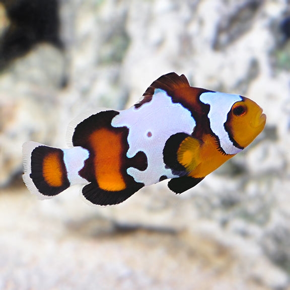 Amphiprion Ocellaris - black Ice Snowflake - NZ Clown-Anemonenfisch