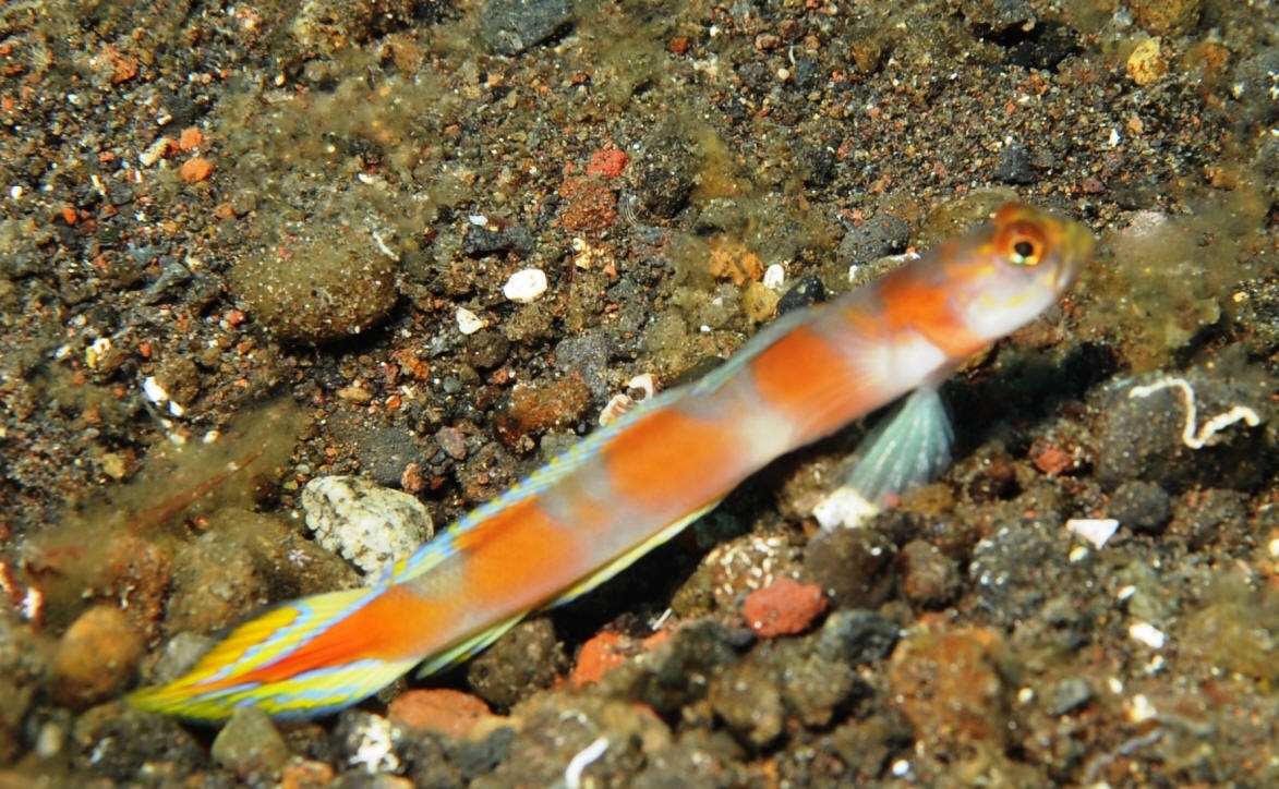 Amblyeleotris yanoi - Fahnenschwanz-Wächtergrundel