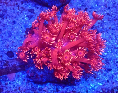 Goniopora minor - Red Jellow dips  Monster  -  WYSIWYG 4