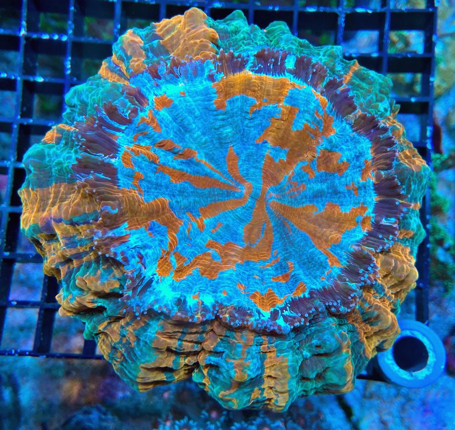 Acanthophyllia deshayesiana -Tränenkoralle WYSIWYG 110c - ULTRA Color Splash
