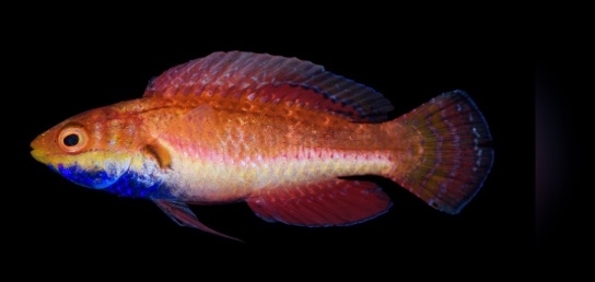 Cirrhilabrus cyanogularis - Zwerglippfisch-S Cirrhilabrus cyanogularis - Zwerglippfisch-S