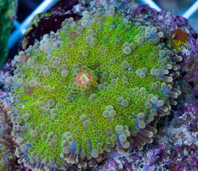 Ricordea yuma - Genoppte Scheibenanemone