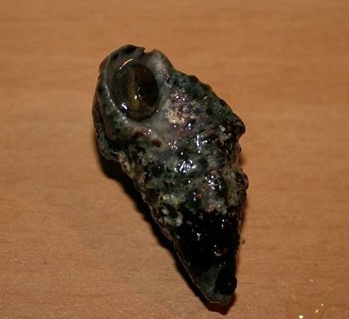 Cerithium caeruleum - Nadelschnecke - Battilaria sp.