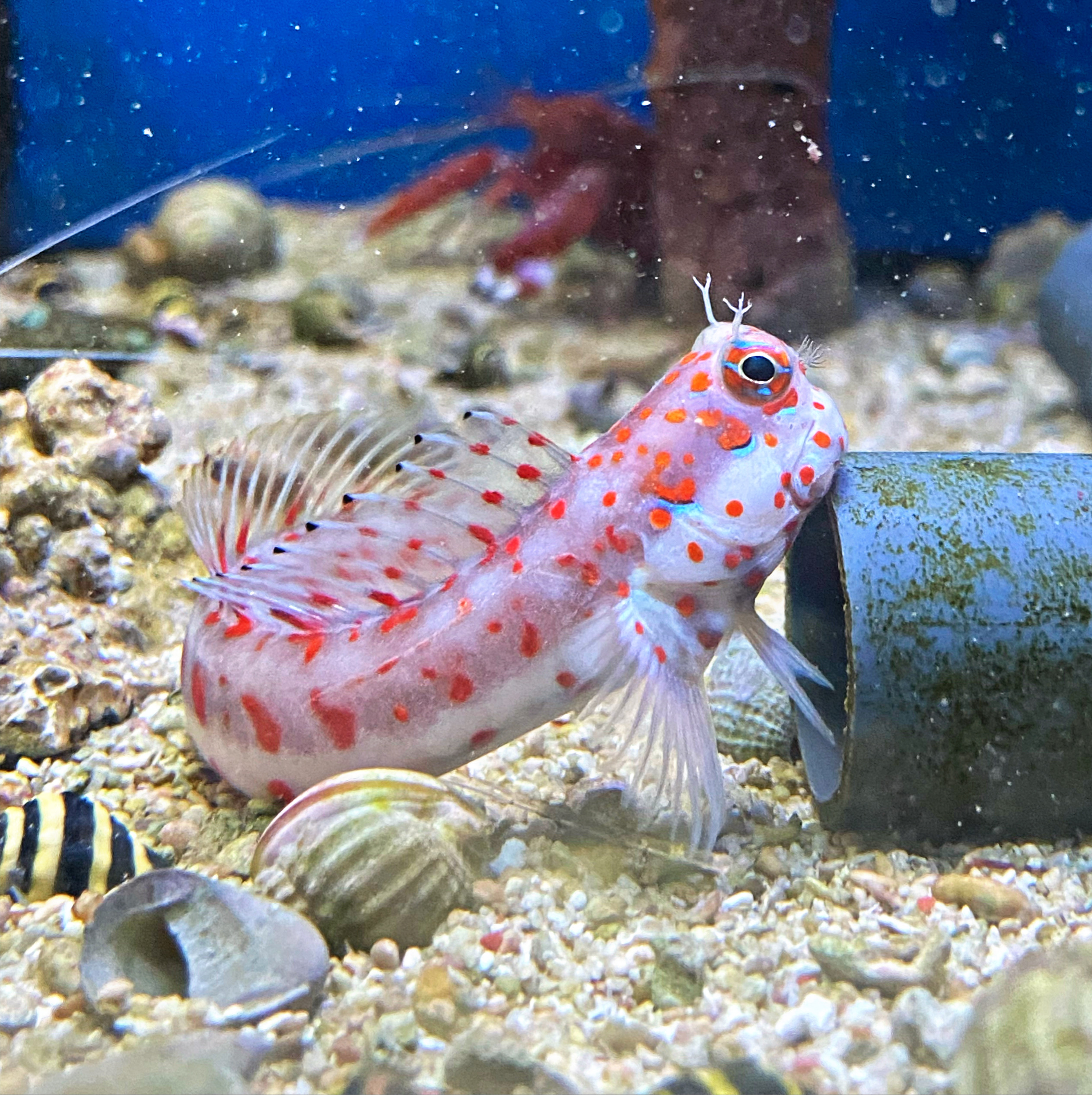 Blenniella chrysospilos Rotpunkt-Schleimfisch