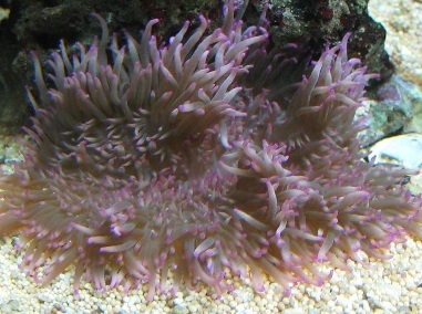 Heteractis crispa Lederanemone Purple tip Color