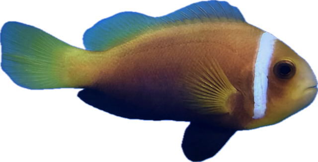 Amphiprion nigripes Malediven Anemonenfisch