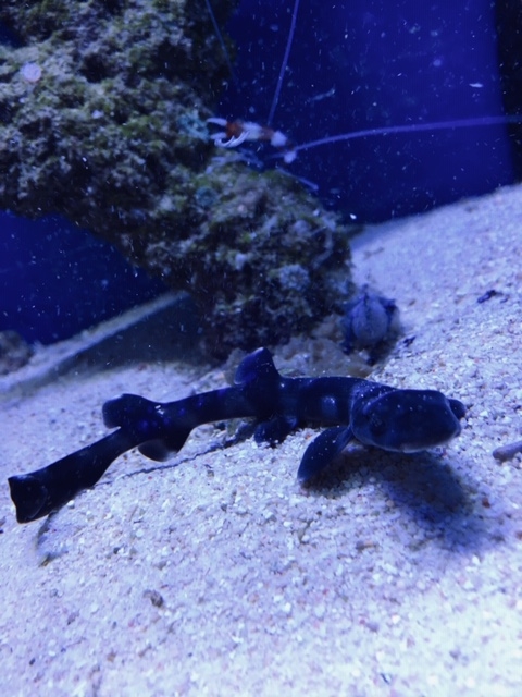 Hai Ei - Korallen Katzenhai - Atelomycterus marmoratus