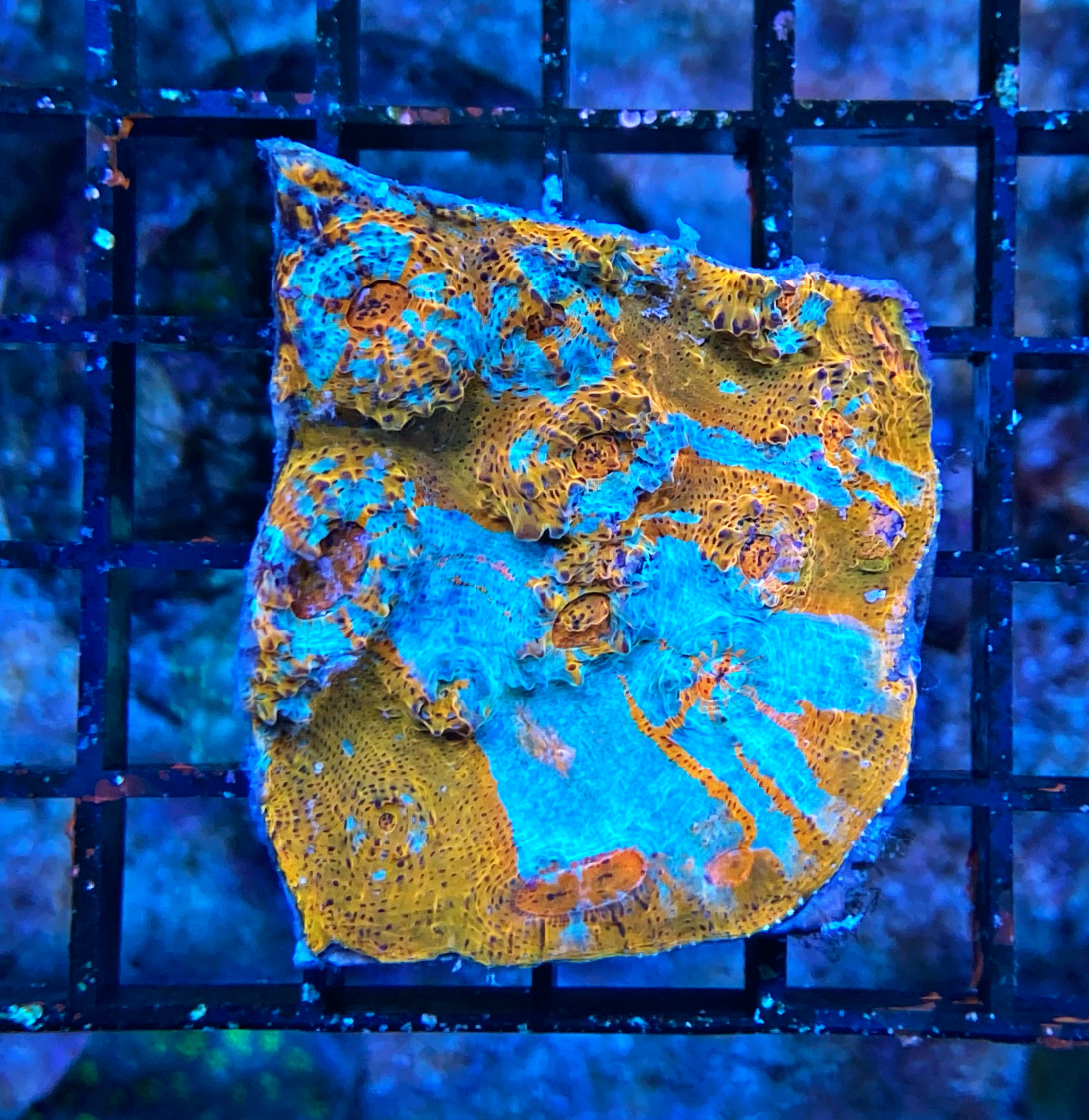 Echinophyllia sp. Chalice Coral Ultra - WYSIWYG E2