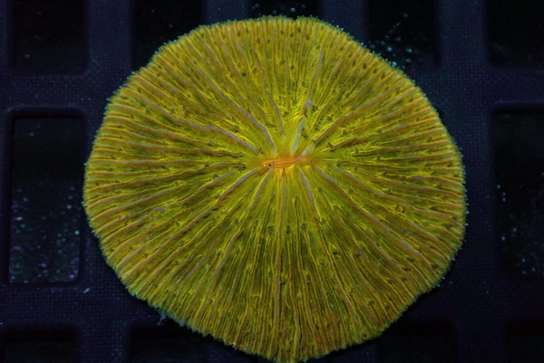 Fungia repanda - Plattenkoralle - Yellow Color RARE - WYSIWYG141