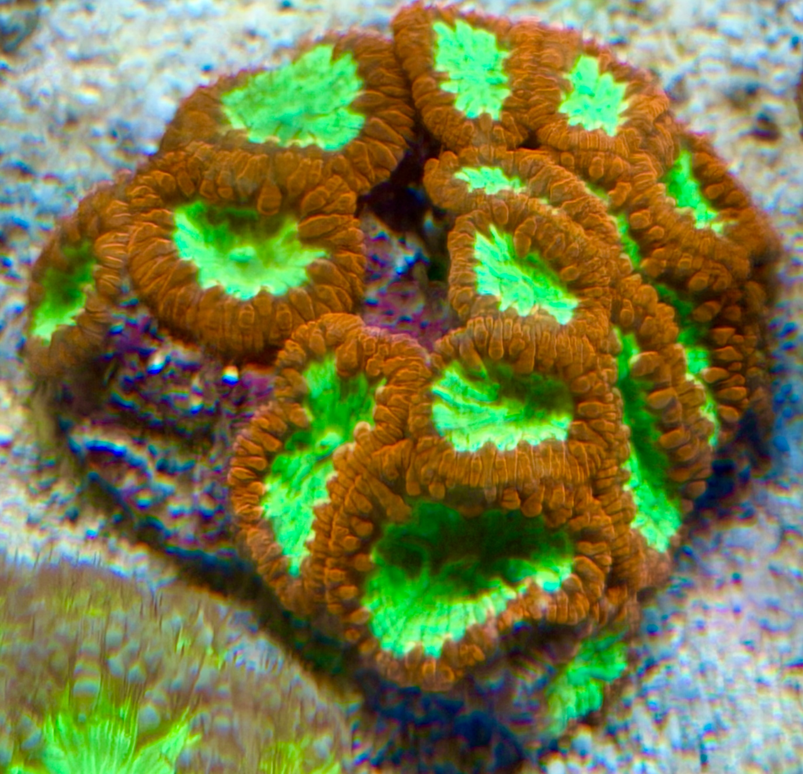 Blastomussa wellsi  Großpolypige Steinkoralle Ultra Red Green Color WYSIWYG 04