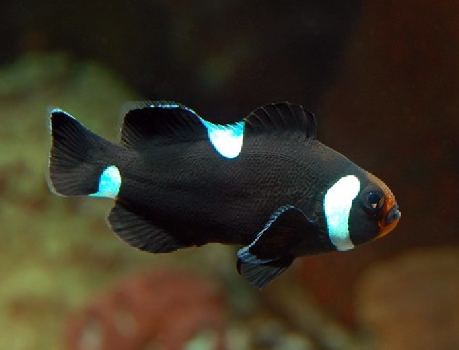 Amphiprion ocellaris - black misbar NZ