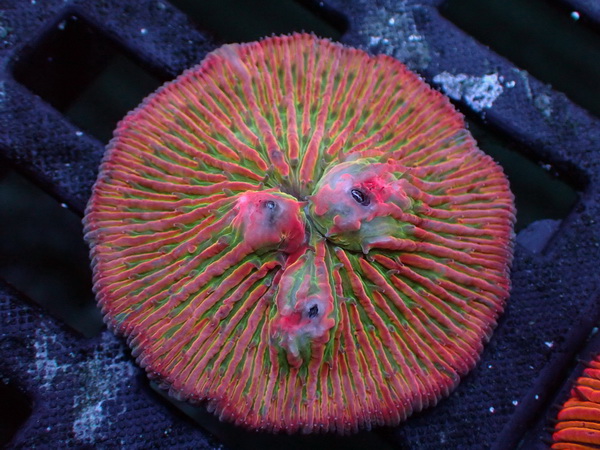 Fungia repanda - Plattenkoralle - triple red Vulcano - WYSIWYG 38
