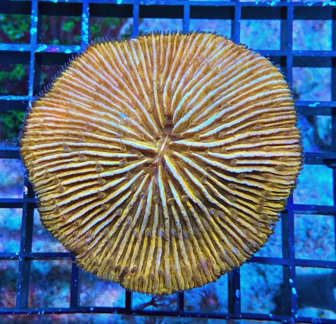 Fungia repanda - Plattenkoralle - WYSIWYG 36 - Orange 