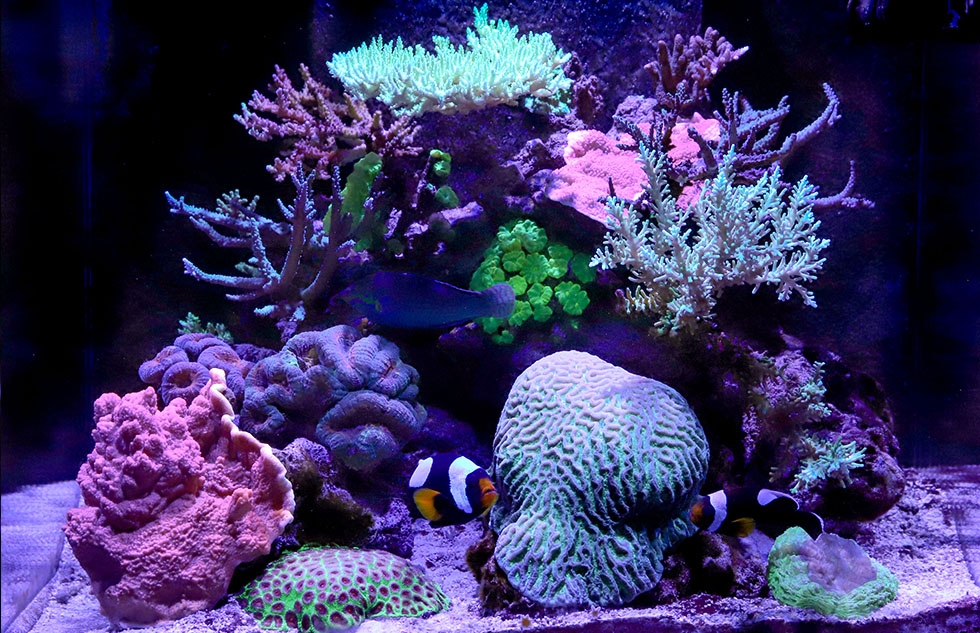 Red Sea Reef LED 50 Red Sea Reef LED 50
