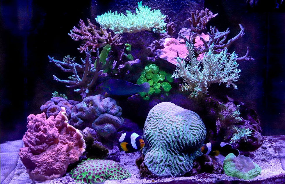 Red Sea Reef LED 50