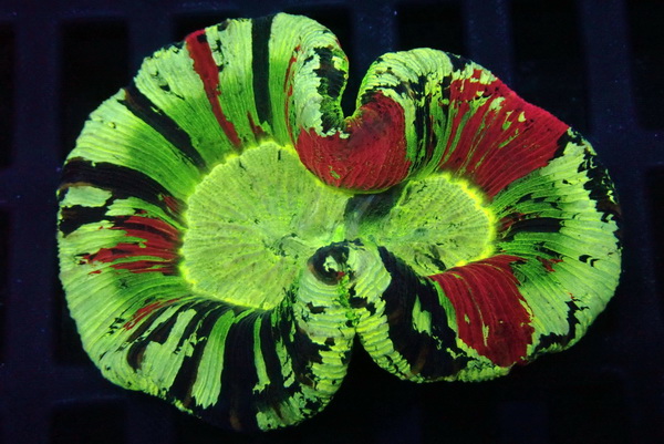 Trachyphyllia geoffroyi Wulstkoralle Red rimmed-Bi-Color WYSIWYG11