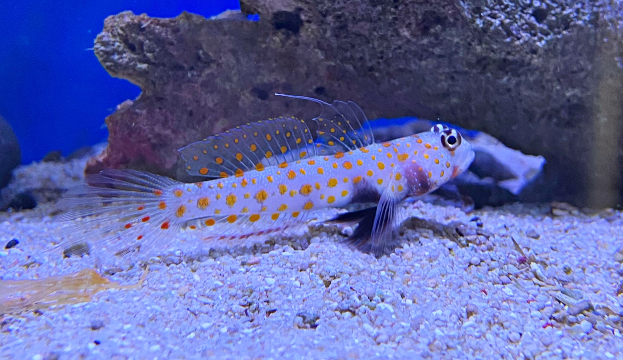 Amblyeleotris guttata - Rußbauch-Wächtergrundel