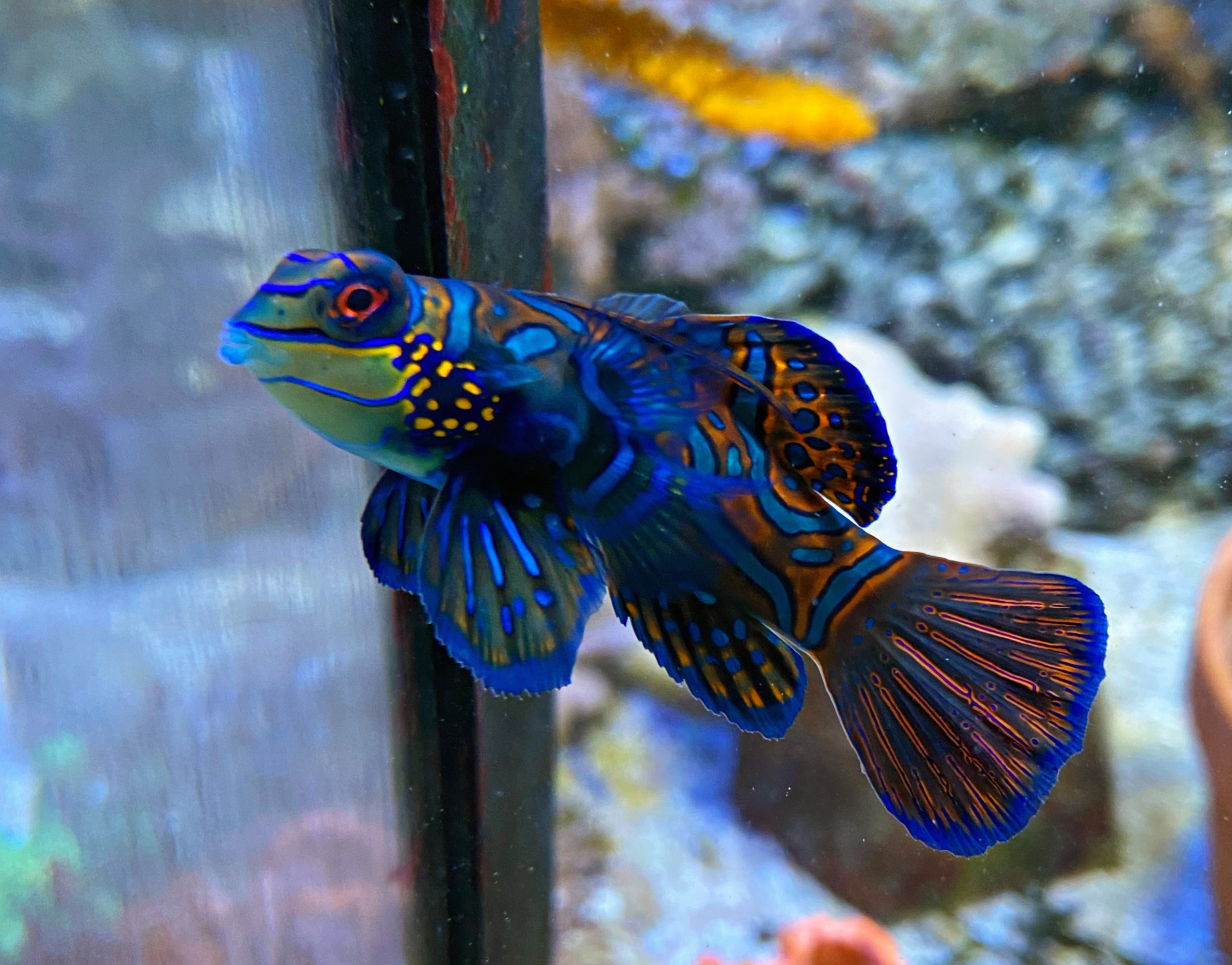 Mandarin-Leierfisch -Mann -Synchiropus splendidus 