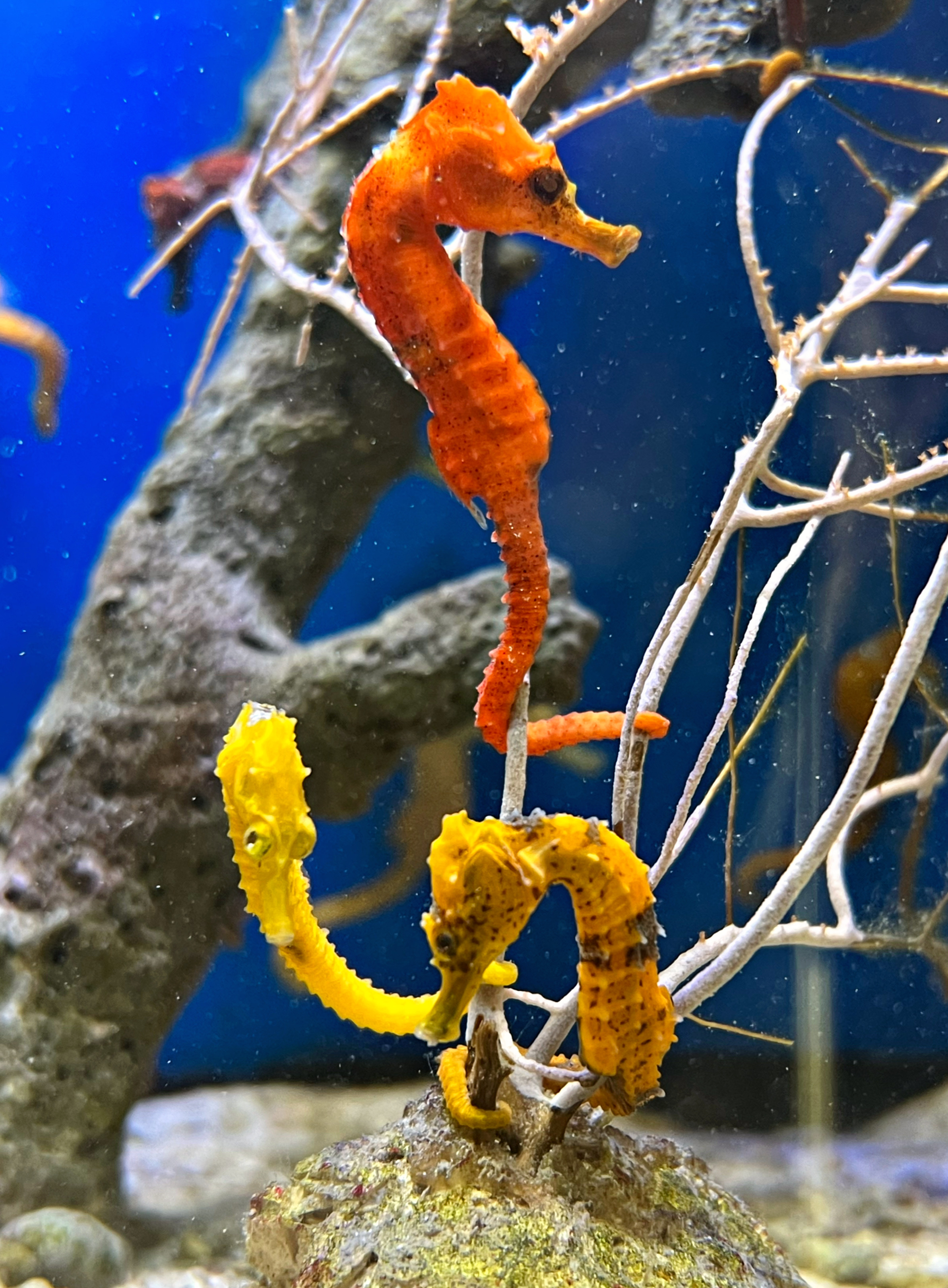 Hippocampus erectus Seepferdchen - NZ