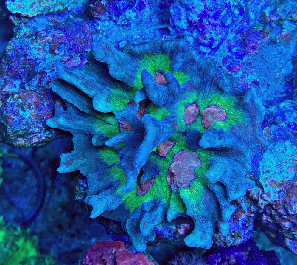 Pectinia alcicornis - Kamm-Koralle - WYSIWYG P1
