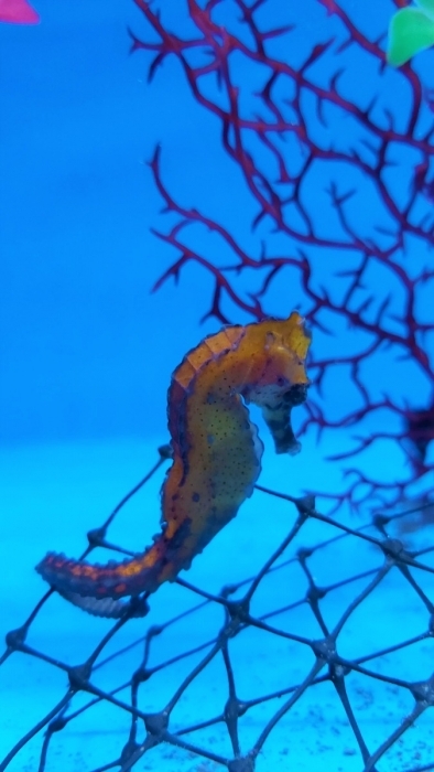 Hippocampus kuda: Langschnäuziges Seepferdchen Color Orangeish - PAAR  NZ