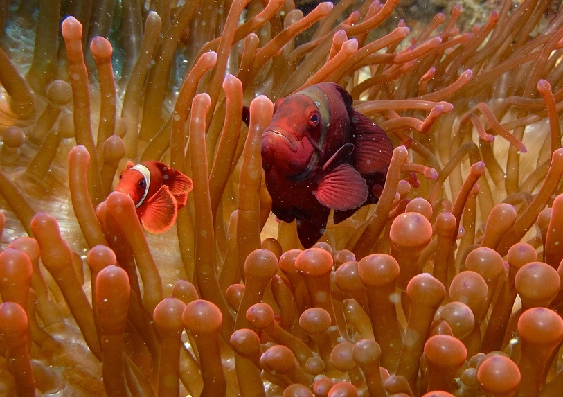 Amphiprion biaculeatus
