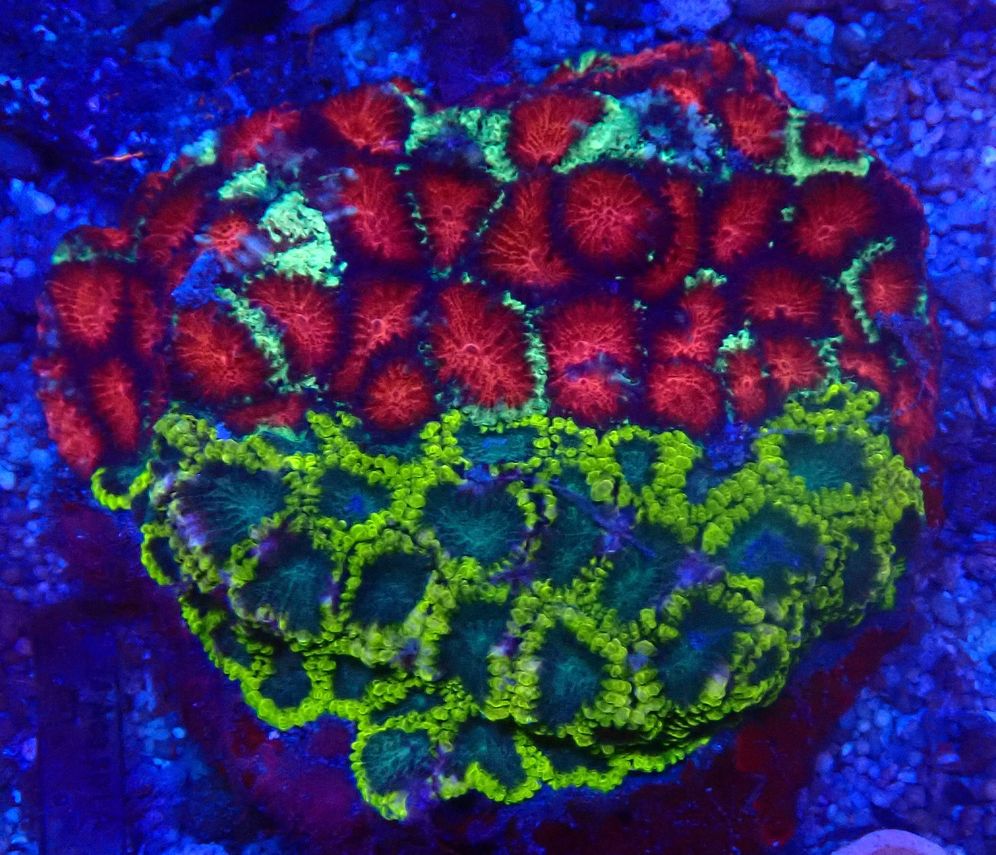 Favia spec. Hirnkoralle Australien - double color - WYSIWYG  Fav 15