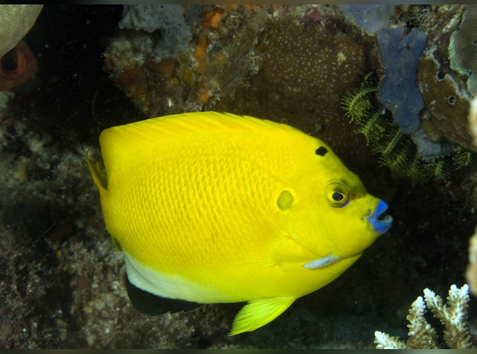 Kaiserfisch Apolemichthys trimaculatus