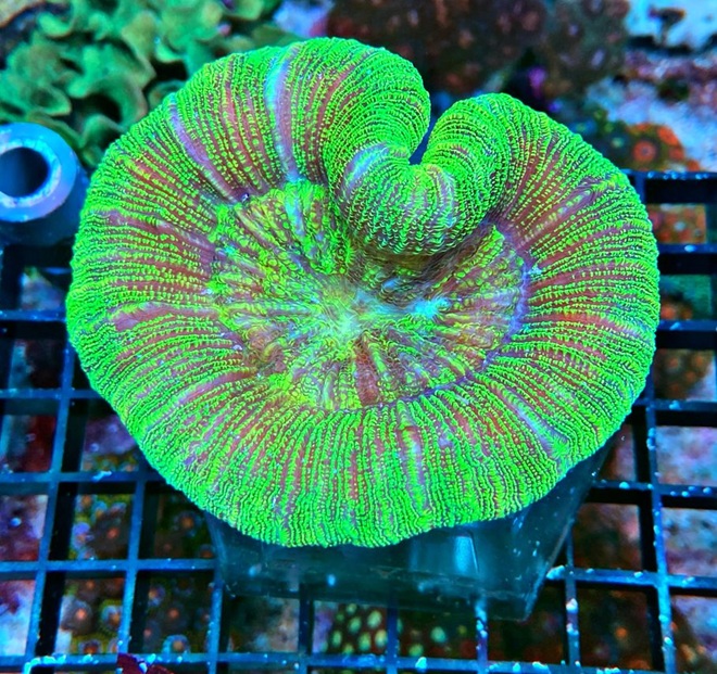 Trachyphyllia geoffroyi - Wulstkoralle - Neon green/yellow - WYSIWYG 127e