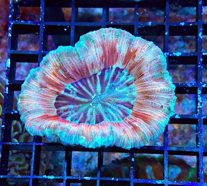 Trachyphyllia geoffroyi Wulstkoralle -Multi Color Special - WYSIWYG 162
