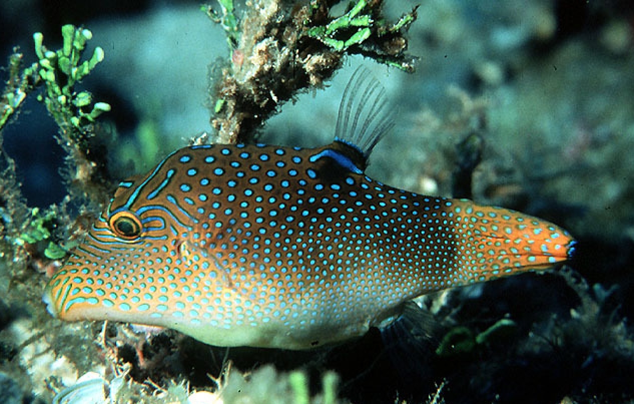 Canthigaster solandri Augenfleck-Spitzkopf-Kugelfisch