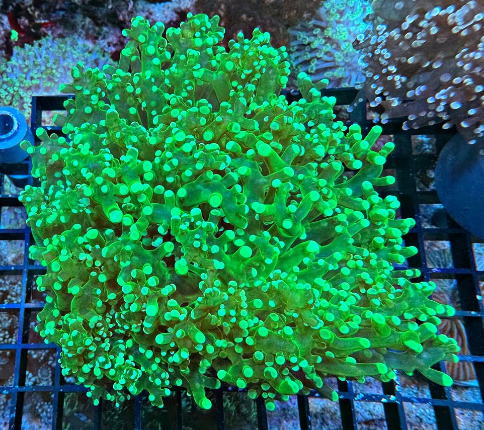 Euphyllia paradivisa Special Color - Full Green - WYSIWYG