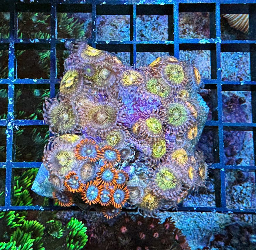 Zoanthus - MultiColor - Krustenanemone - WYSIWYGzoa3