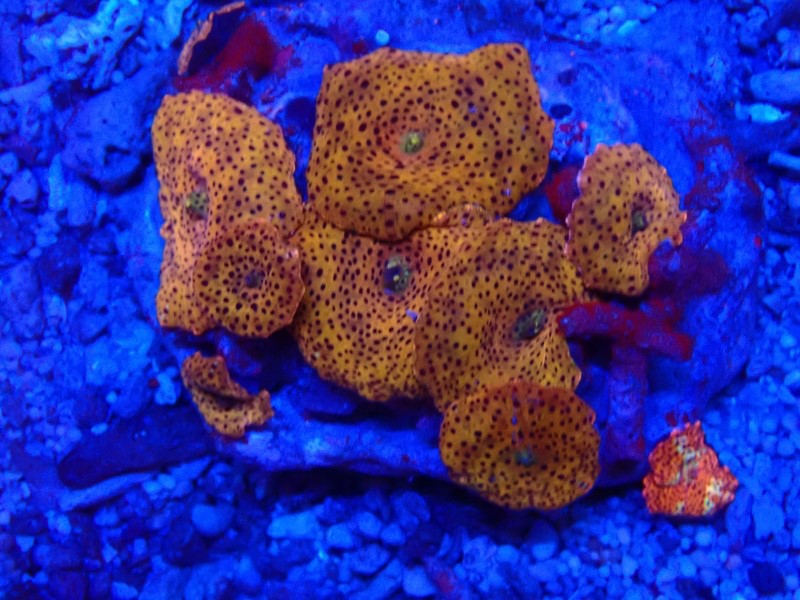 Scheibenanemone Rhodactis spec. Orange Scheibenkolonie 