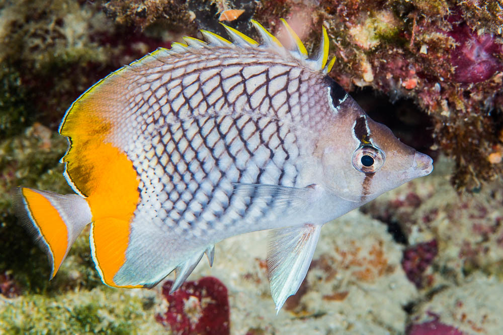 Chaetodon xanthurus Gitter Orangen-Falterfisch