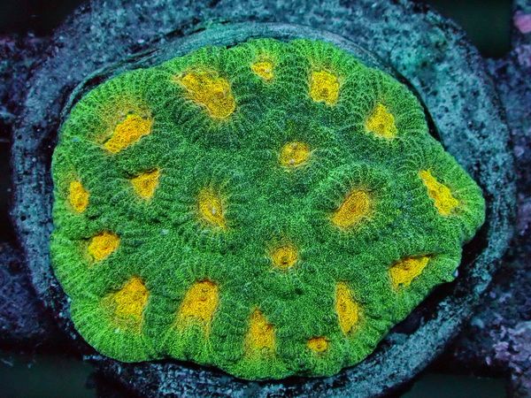 Montastrea sp. Hirnkoralle - two tone ultra - WYSIWYG 110